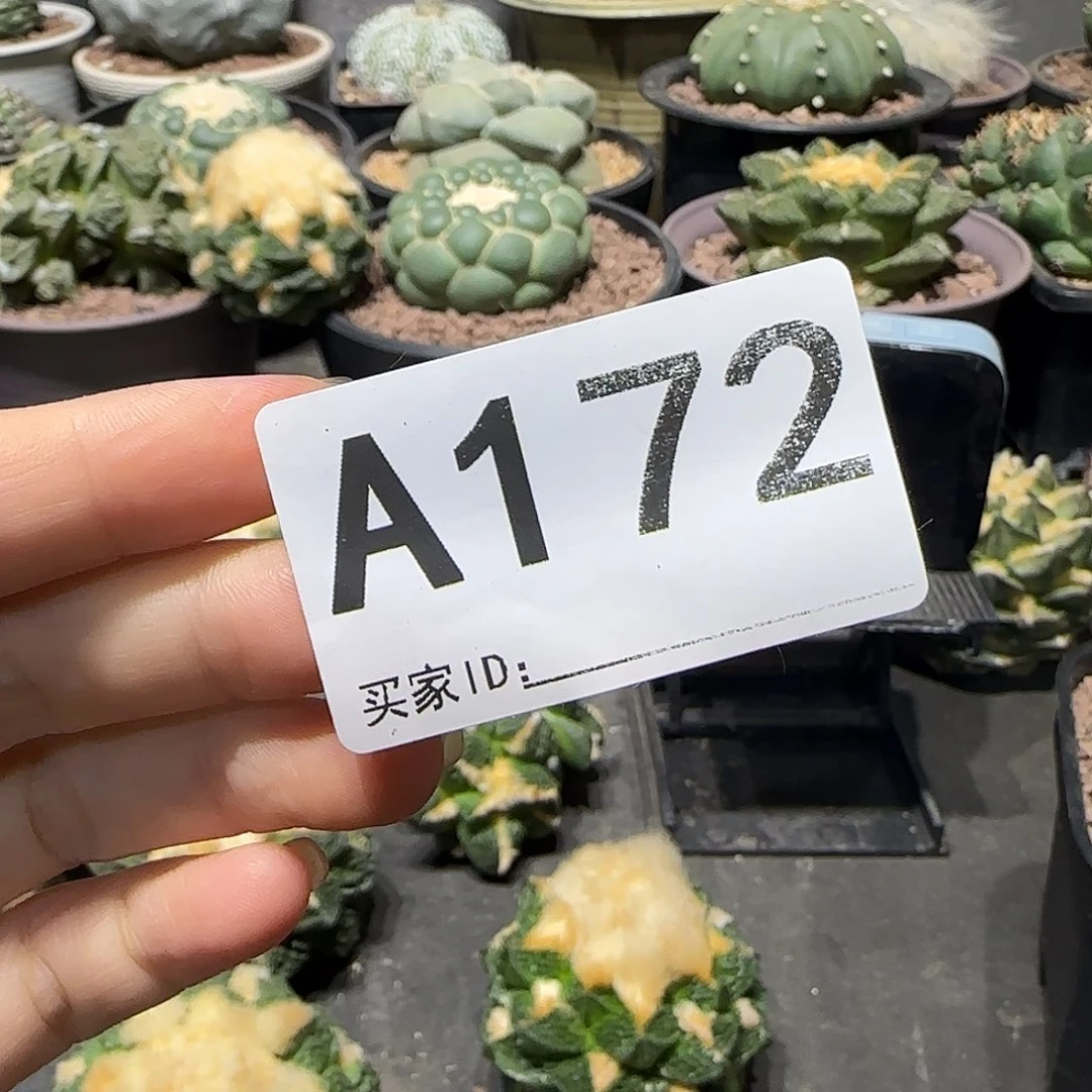 五***肉实生仙人球特价一颗