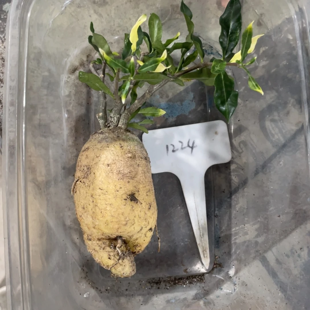 火星人，块根植物