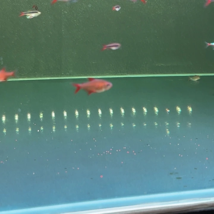 灯科鱼甜心柠檬14条