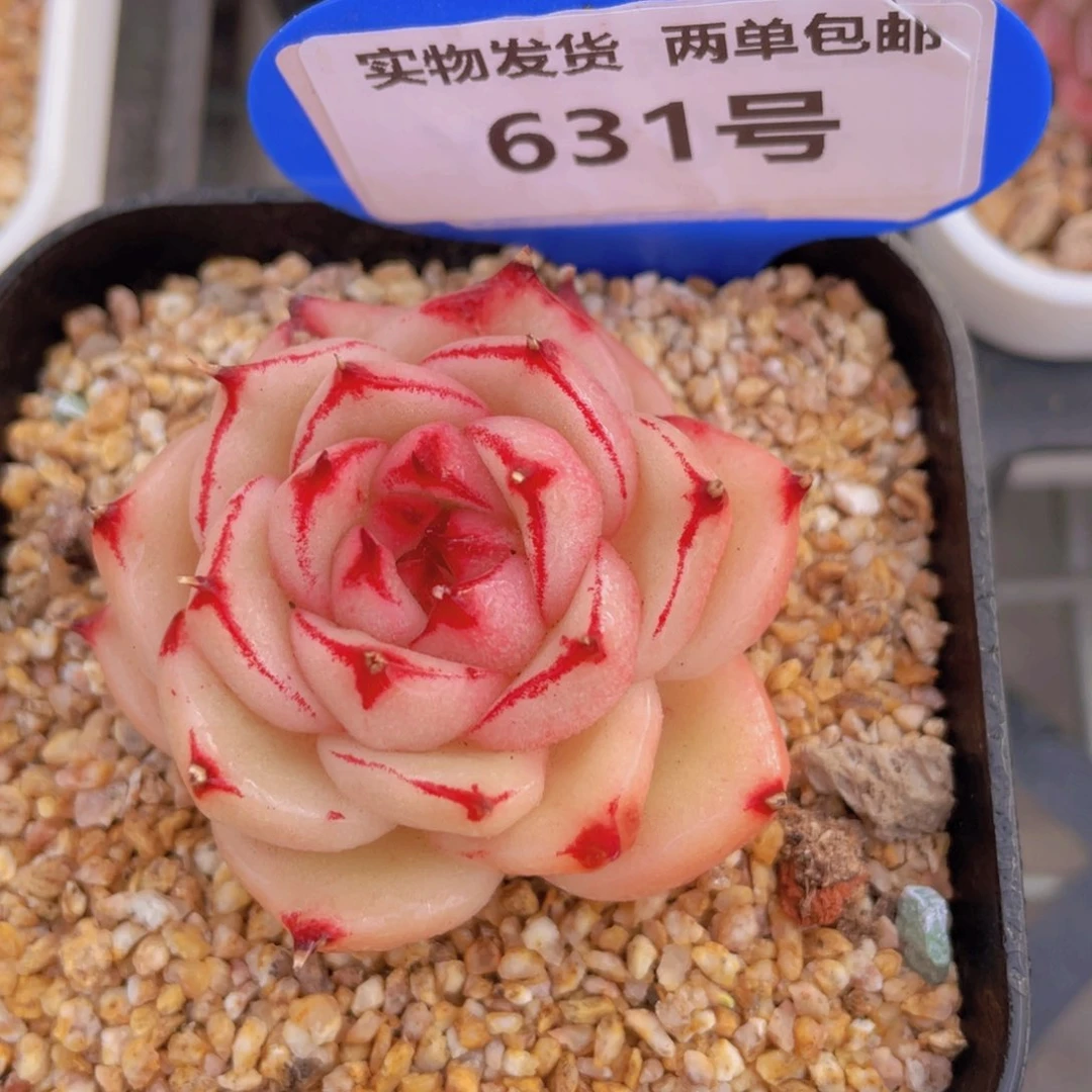 631号糖心珍妮新品