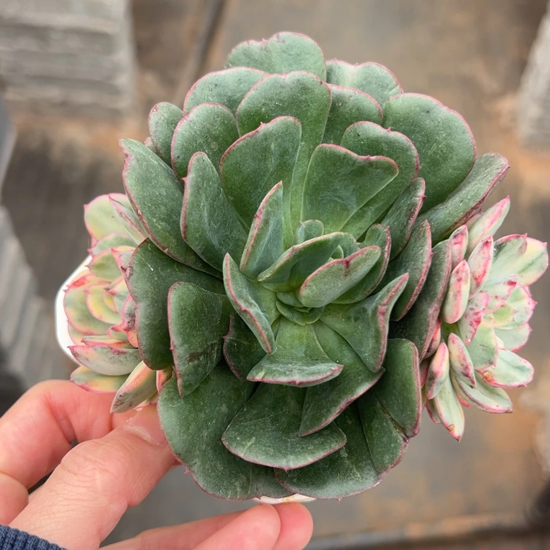 般若锦，双覆轮锦头