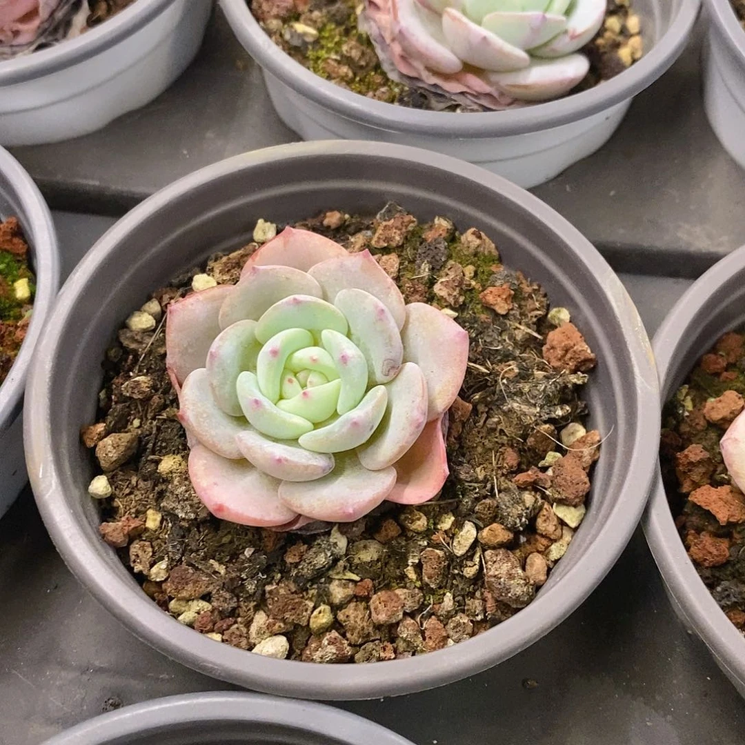 97。勃朗峰。福利多多