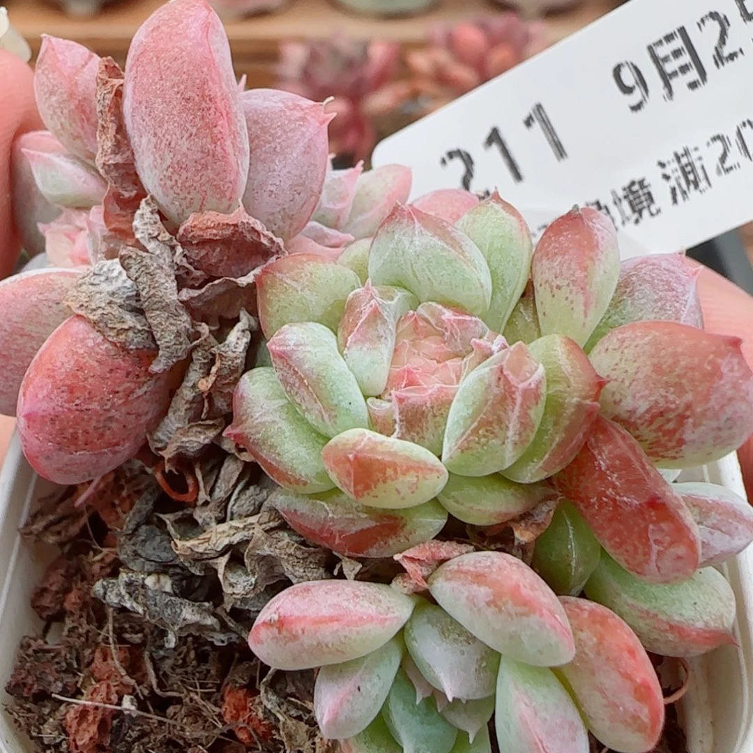 花语逸镜0925-211散糖心