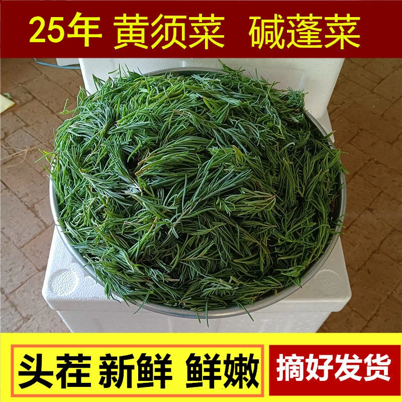 渤海湾现挖新鲜黄须菜黄茎菜蒸包子包饺子口感鲜嫩包邮现发