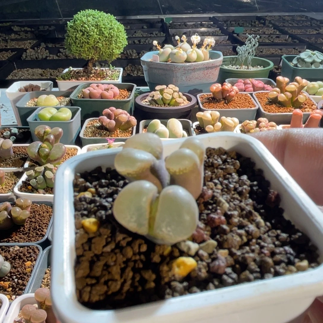 帕法德大翻窗植物一物一拍