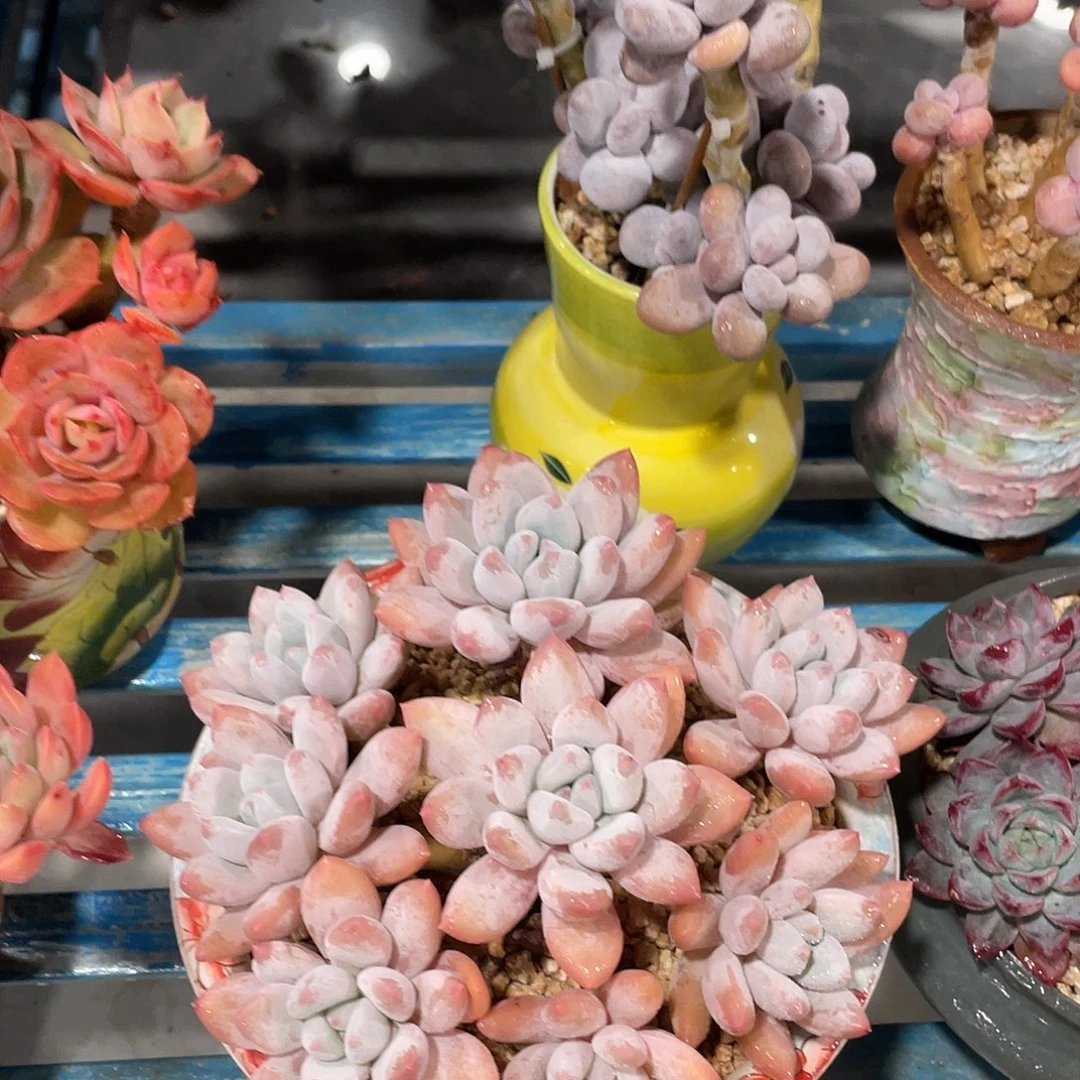 往***生香水宝贝脱土发货