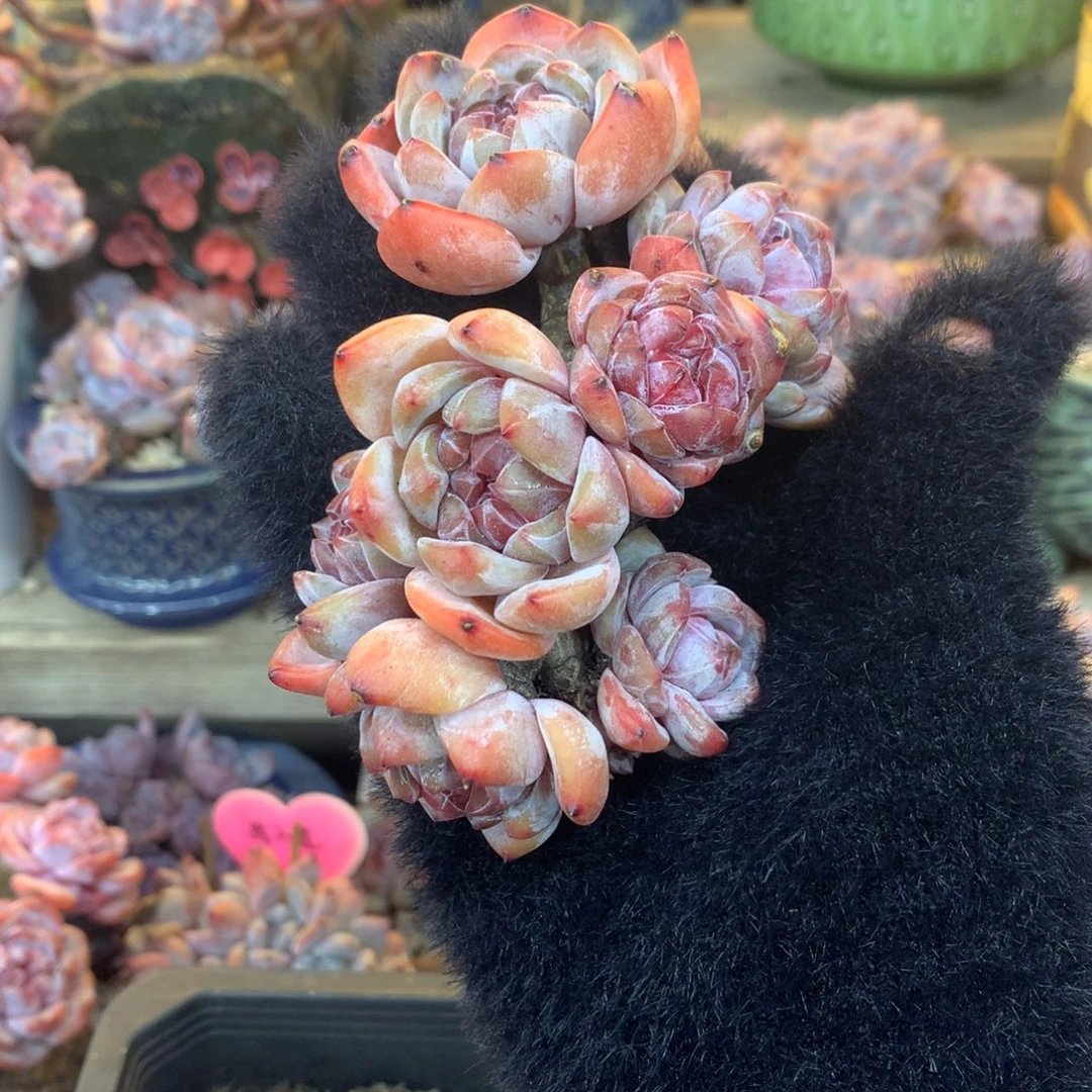 石榴籽模特花花花花