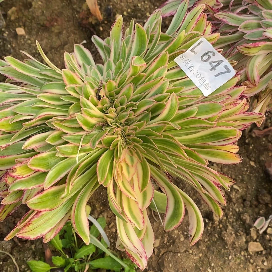 647微锦锦缀嫁接多肉植物