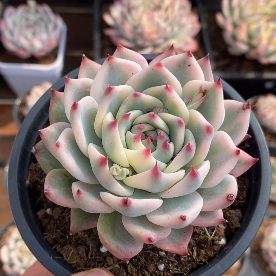 紫***…吉娃娃锦多肉植物