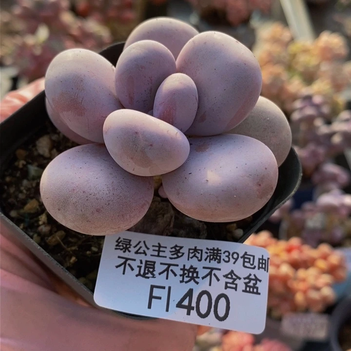 水光针奶酪5cm400多肉植物