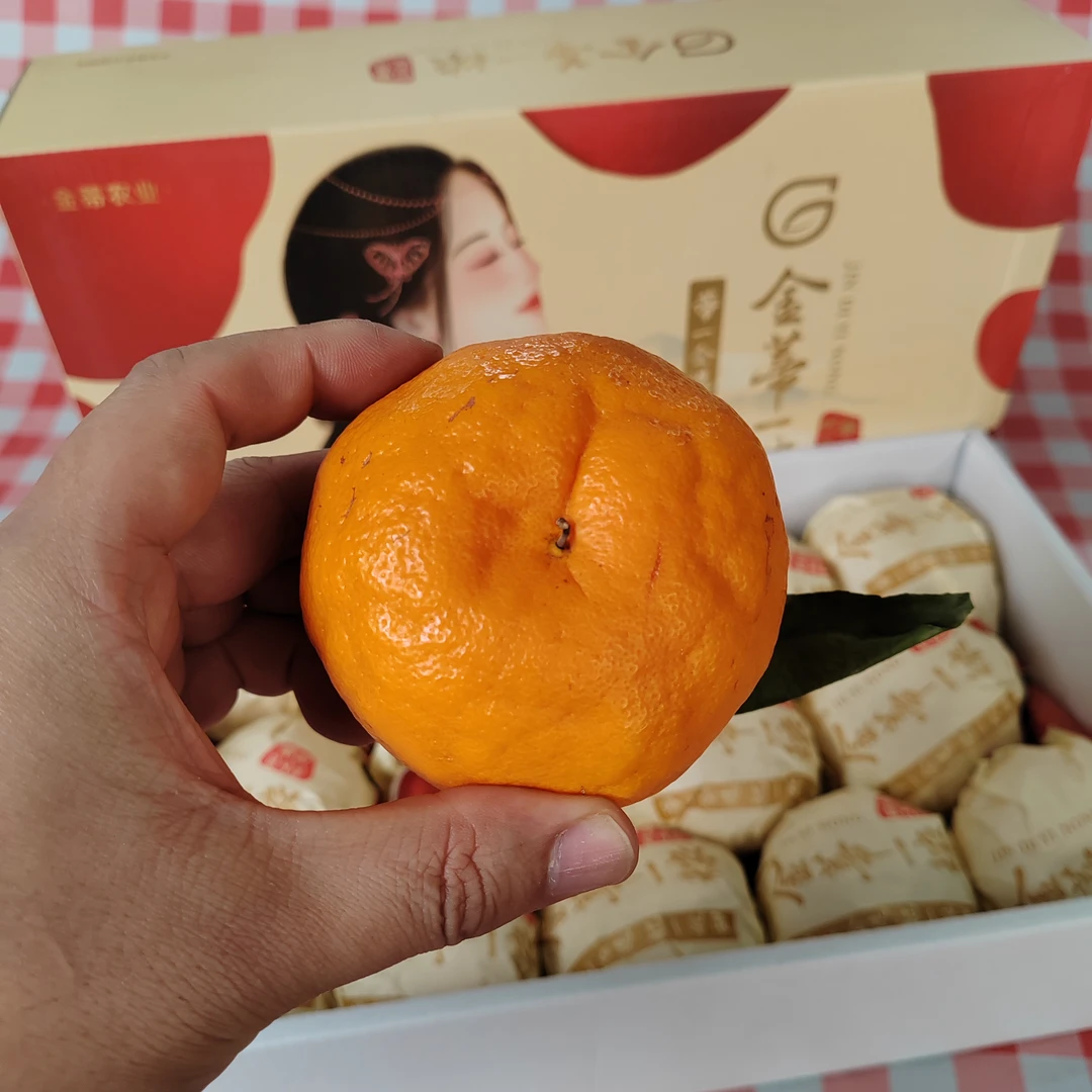 金蒂一秾春见耙耙柑 净5斤左右