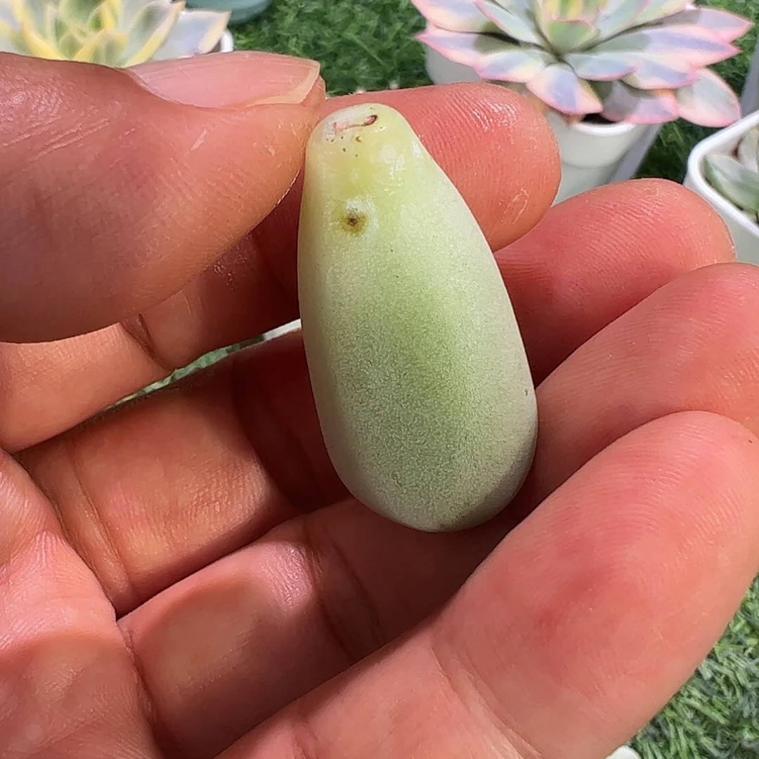 蝈***蝈多肉植物多肉植物