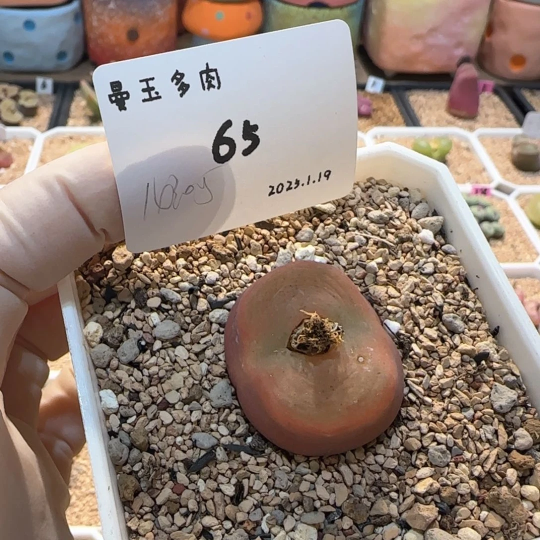 王***木多肉多肉多肉1.19-065