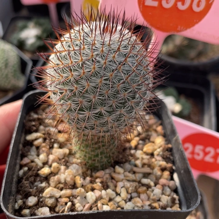 实生幸福丸2558000