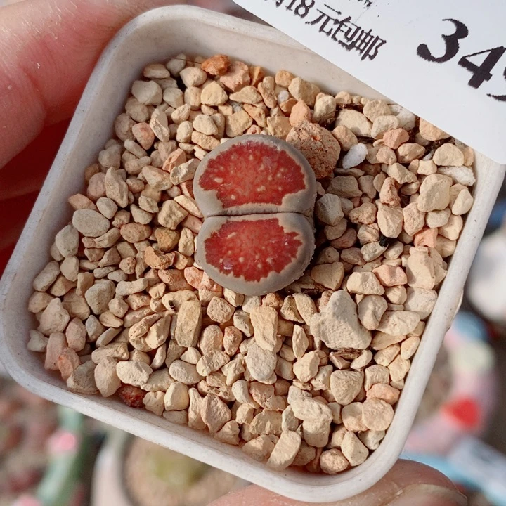 生石花花花花花花349