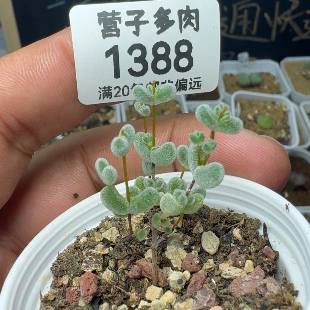 莱斯带盆土