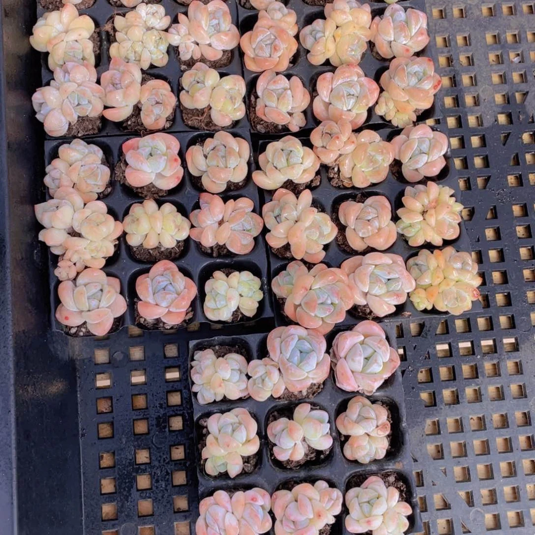 768号 奶油胭脂冰玉组合9个加赠穴盘9个