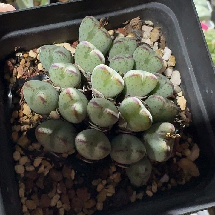 密密麻麻吗吗吗2114