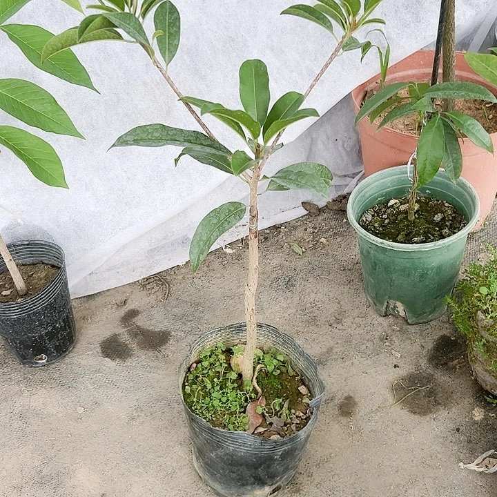 珍珠芭乐柏***厂13466666666