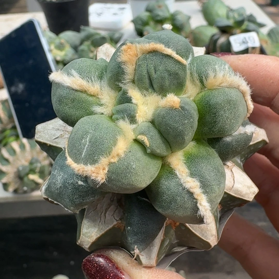 【闪购商品】无花朵抖****哈连瓷蛋尤580