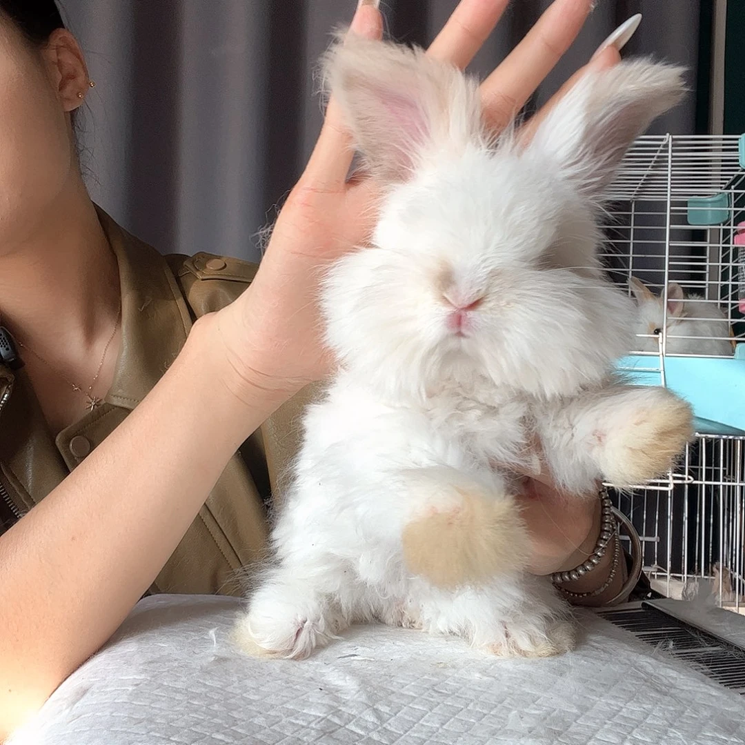 凤***仪英系安哥拉兔11妹妹