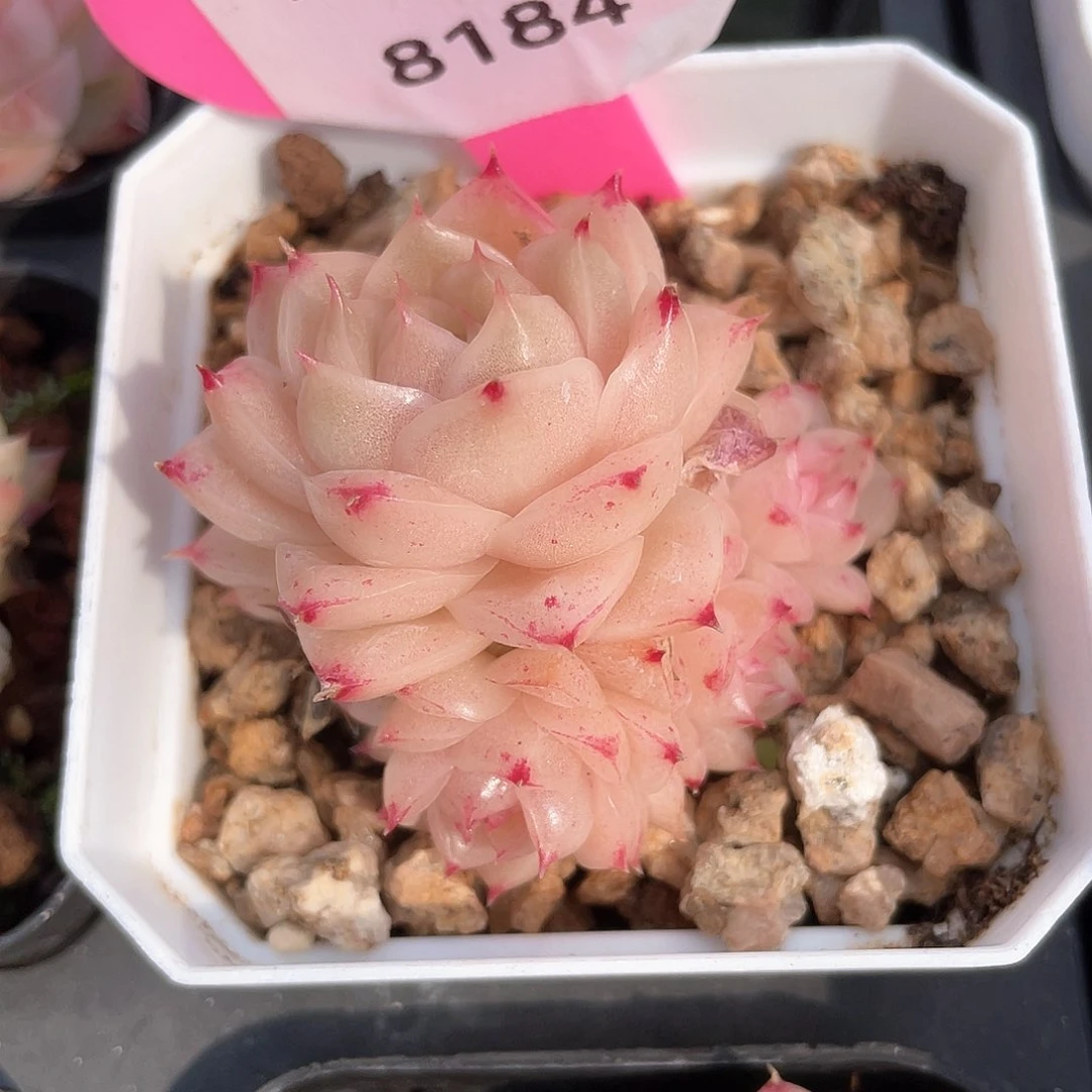 ?*墨优选麦秆福利8184