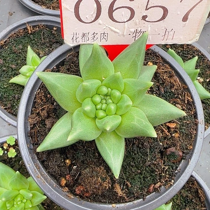 布丁缀化657多肉植物