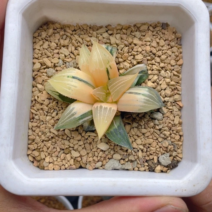 芭提雅实生寿锦十二卷