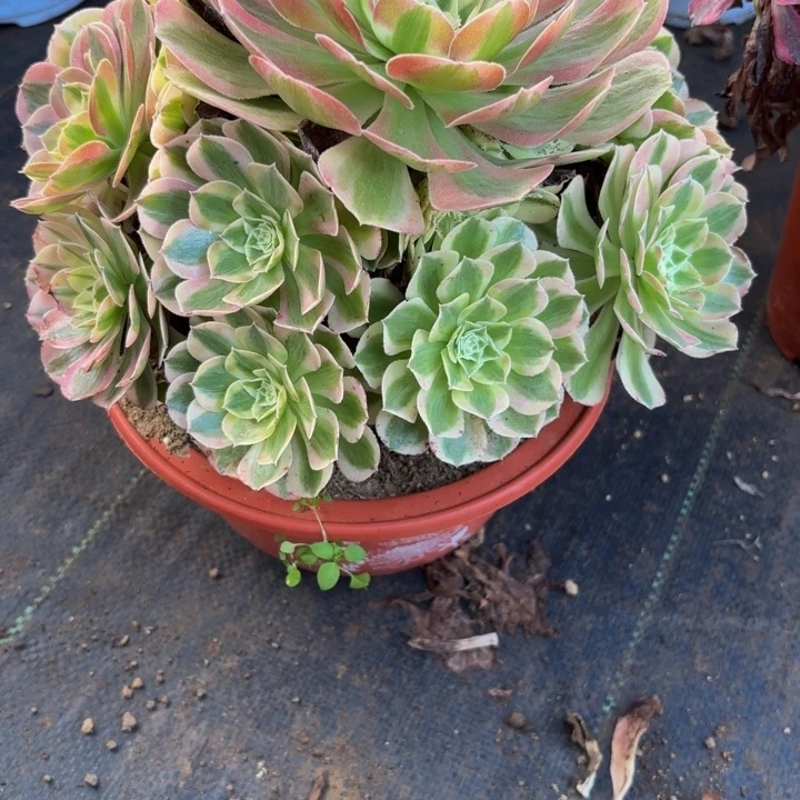 瑞妈多肉园艺286+