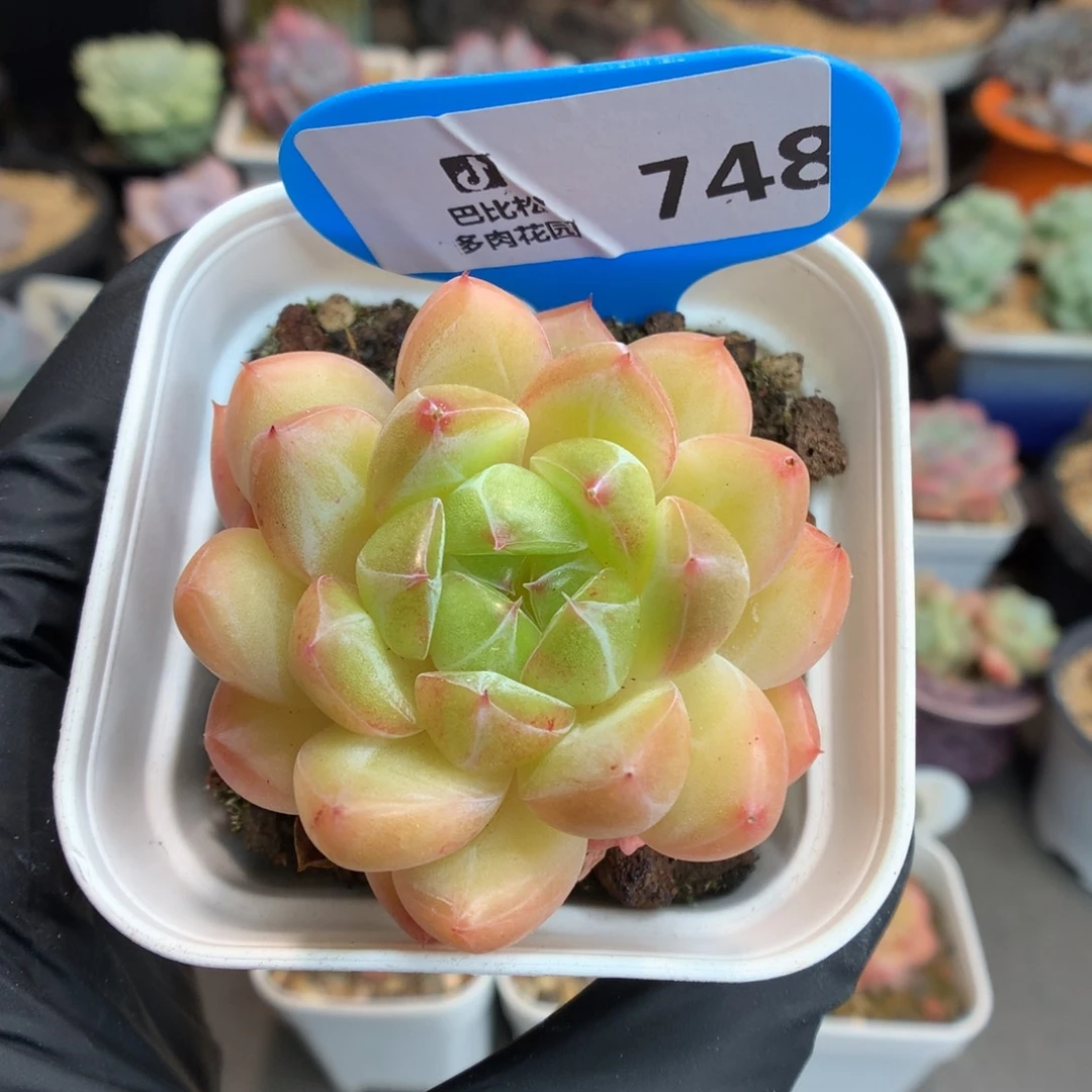 748 钻石珍妮多肉