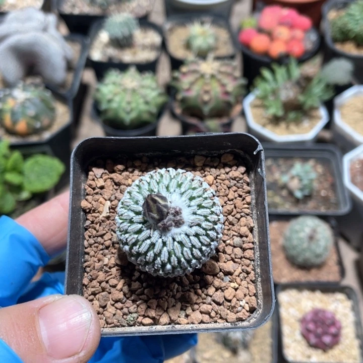 255精巧殿仙人球