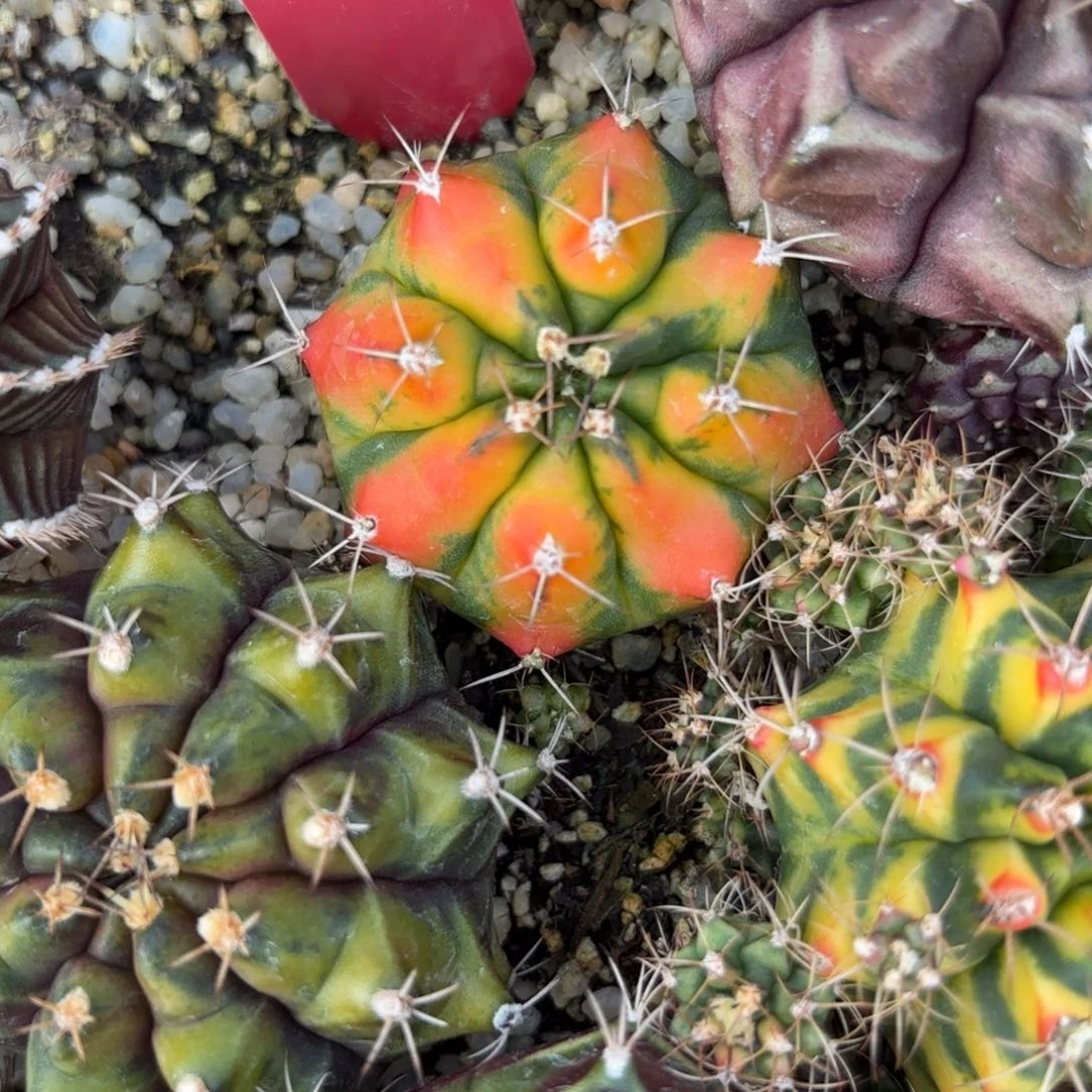 59-1224泰国发货多肉