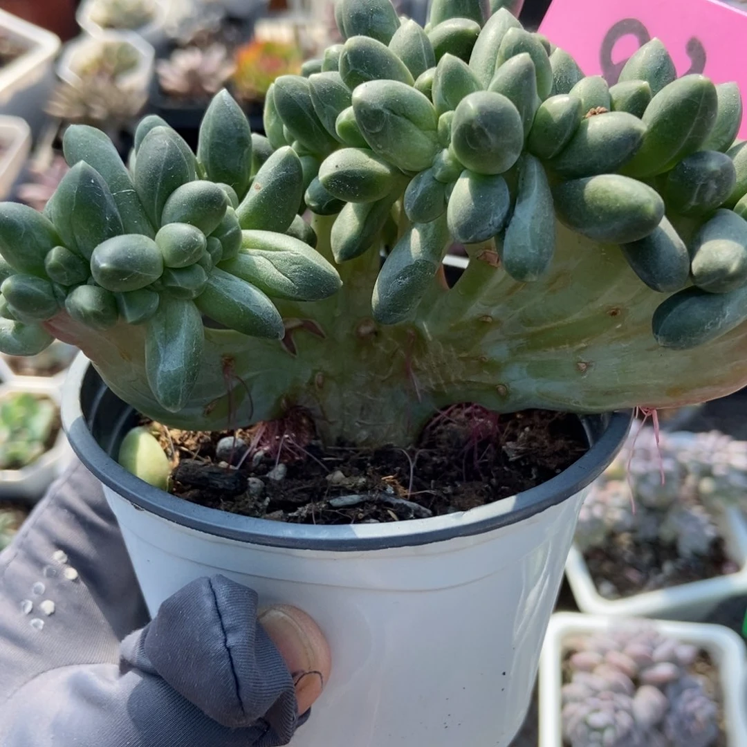 83千代田缀多肉植物