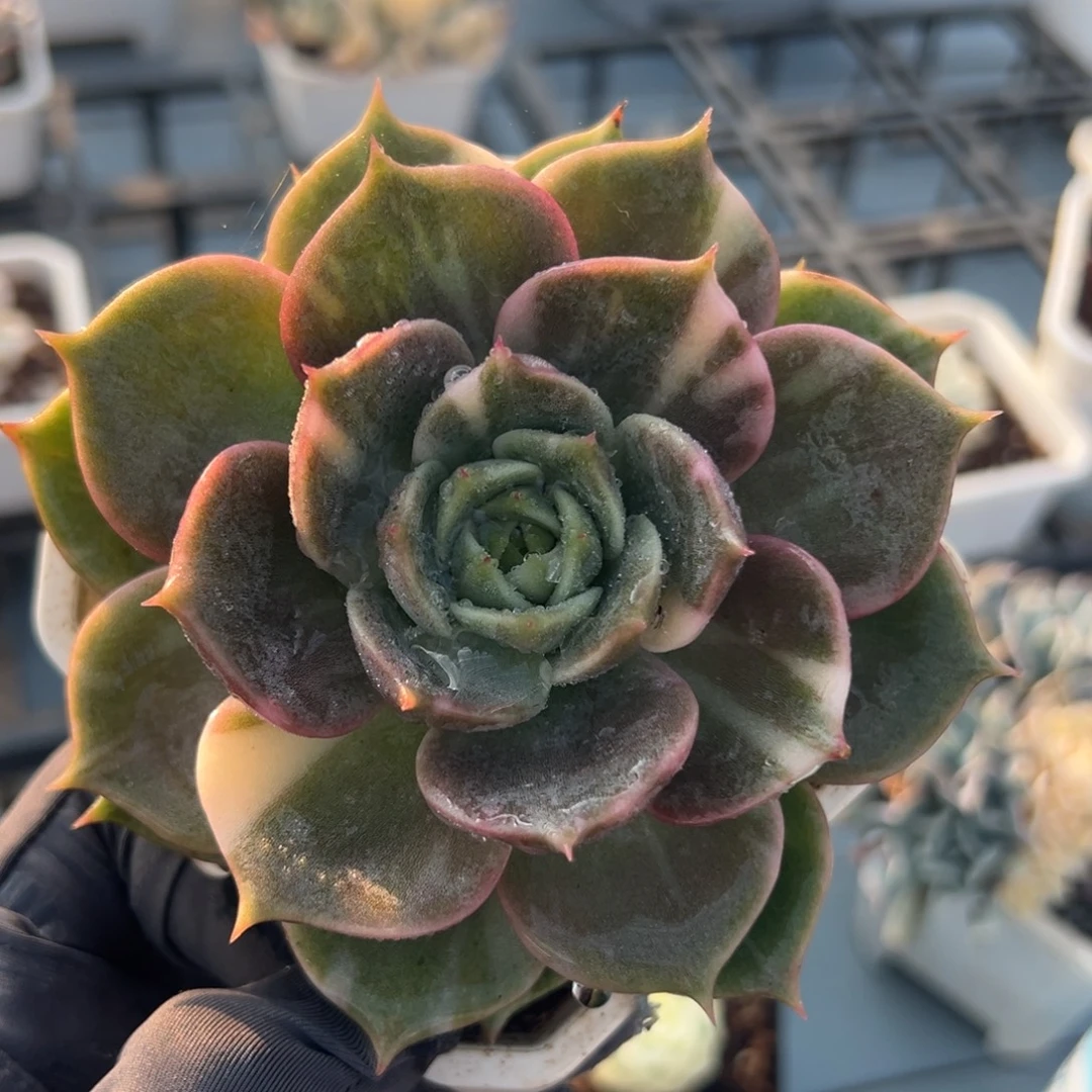 贝加尔湖锦，花脸锦