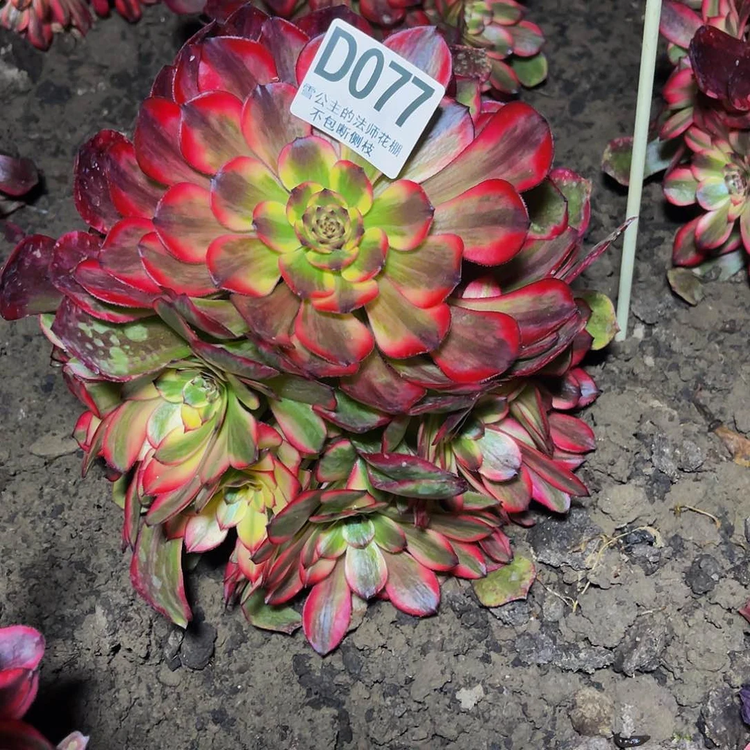 法师法师32-0包邮法师