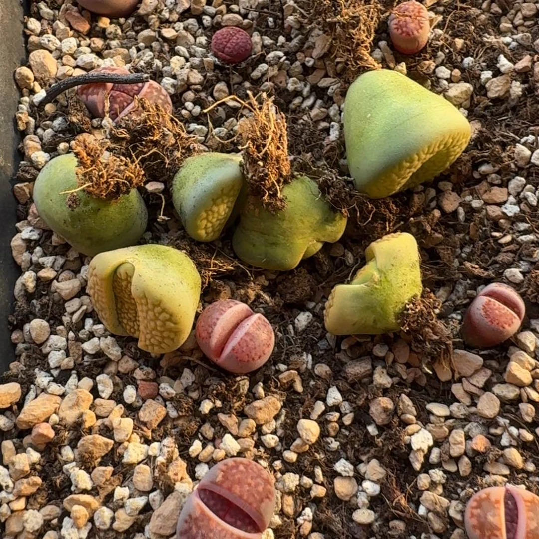 じ****G992黄绿巴里杂二代和绿富阳多肉