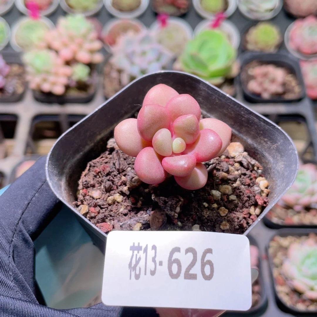 花利美13-626先锋派