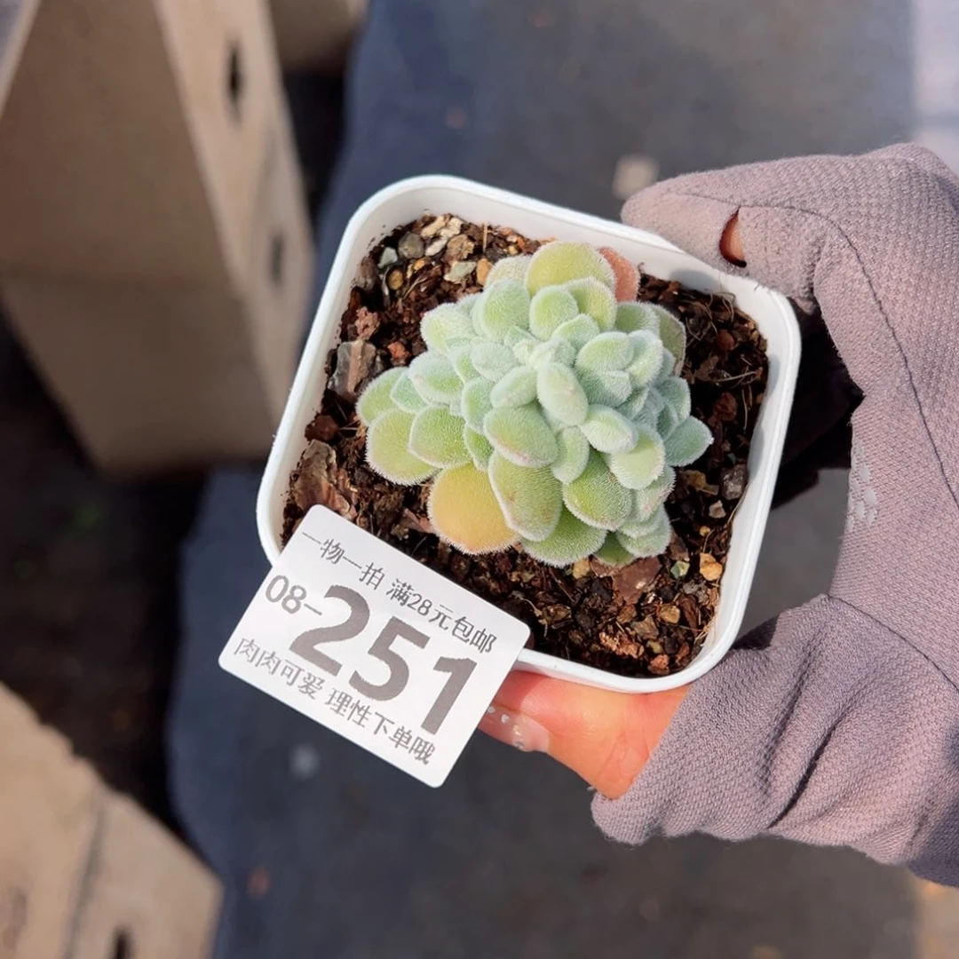 你****嘎雪晃星缀化多肉单头多肉