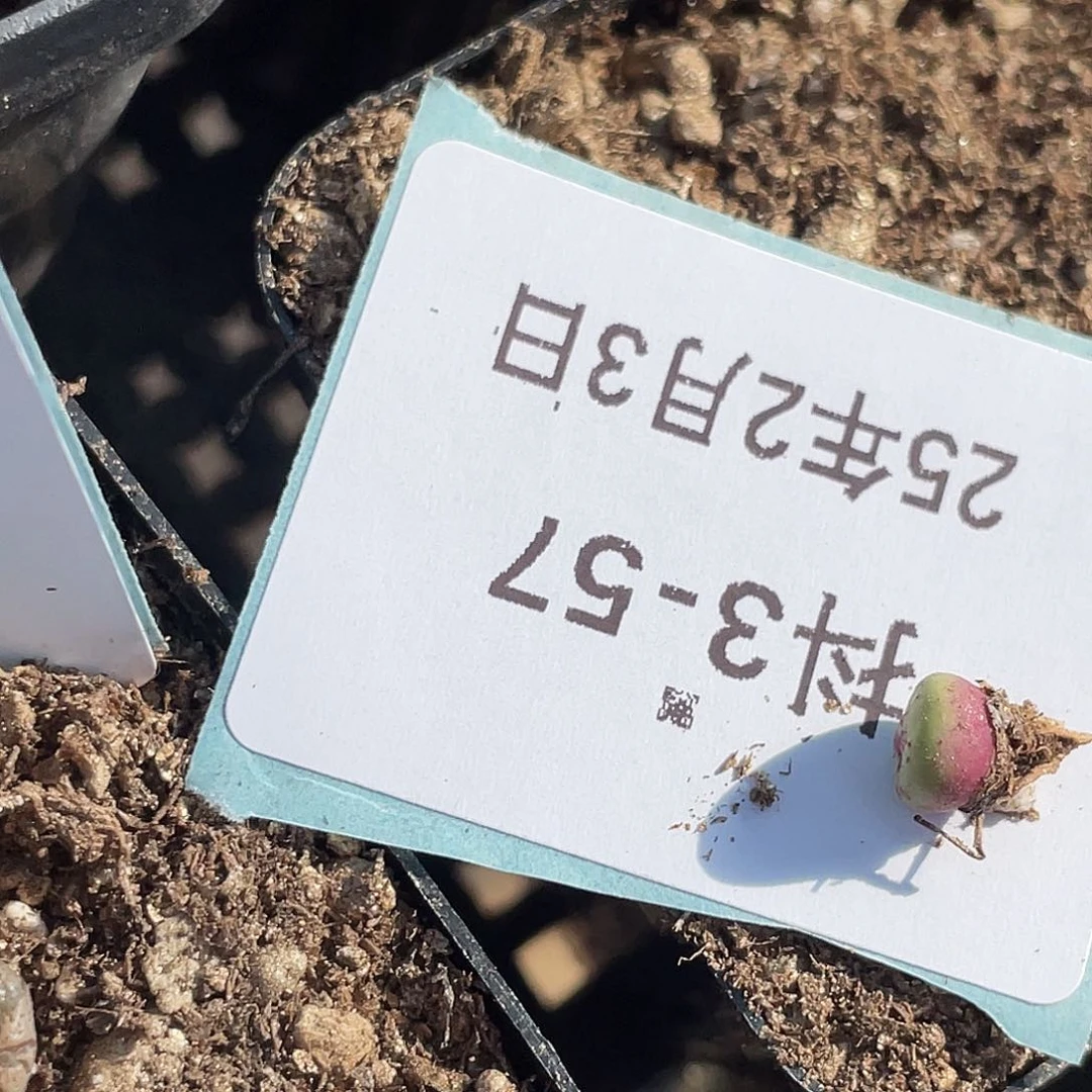 恬*3-57肉锥多肉植物