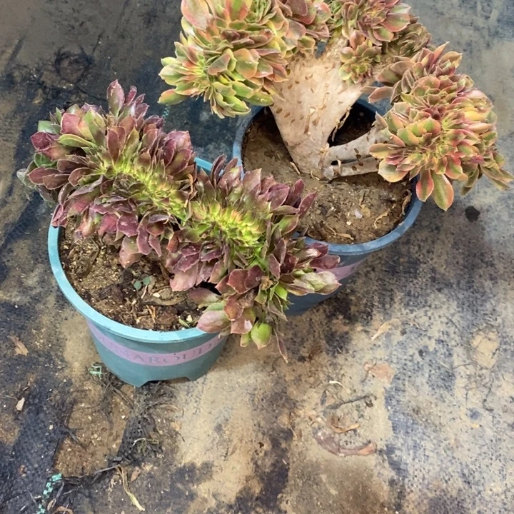 雅典娜➕红袖添香缀13多肉植物法师