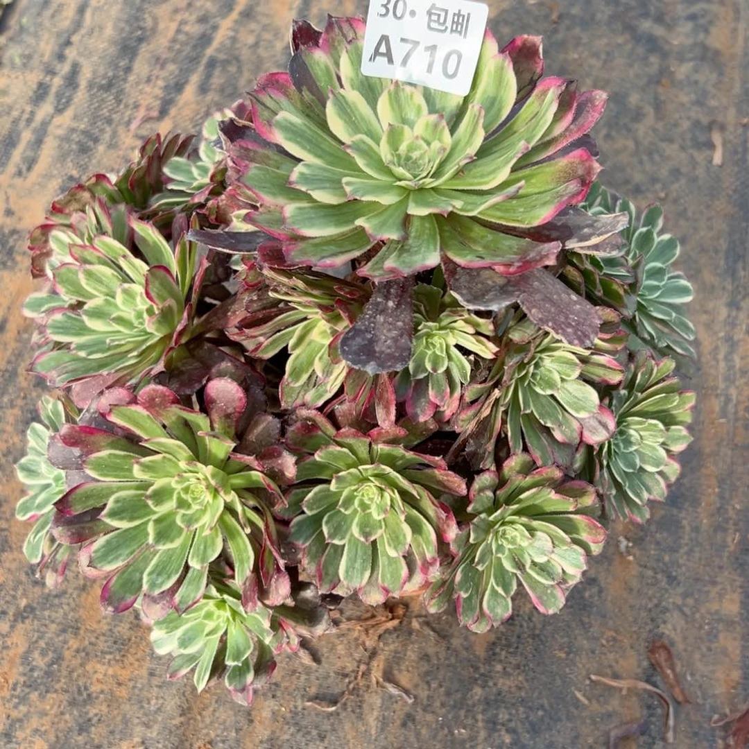 710紫嫣多肉侧枝不包