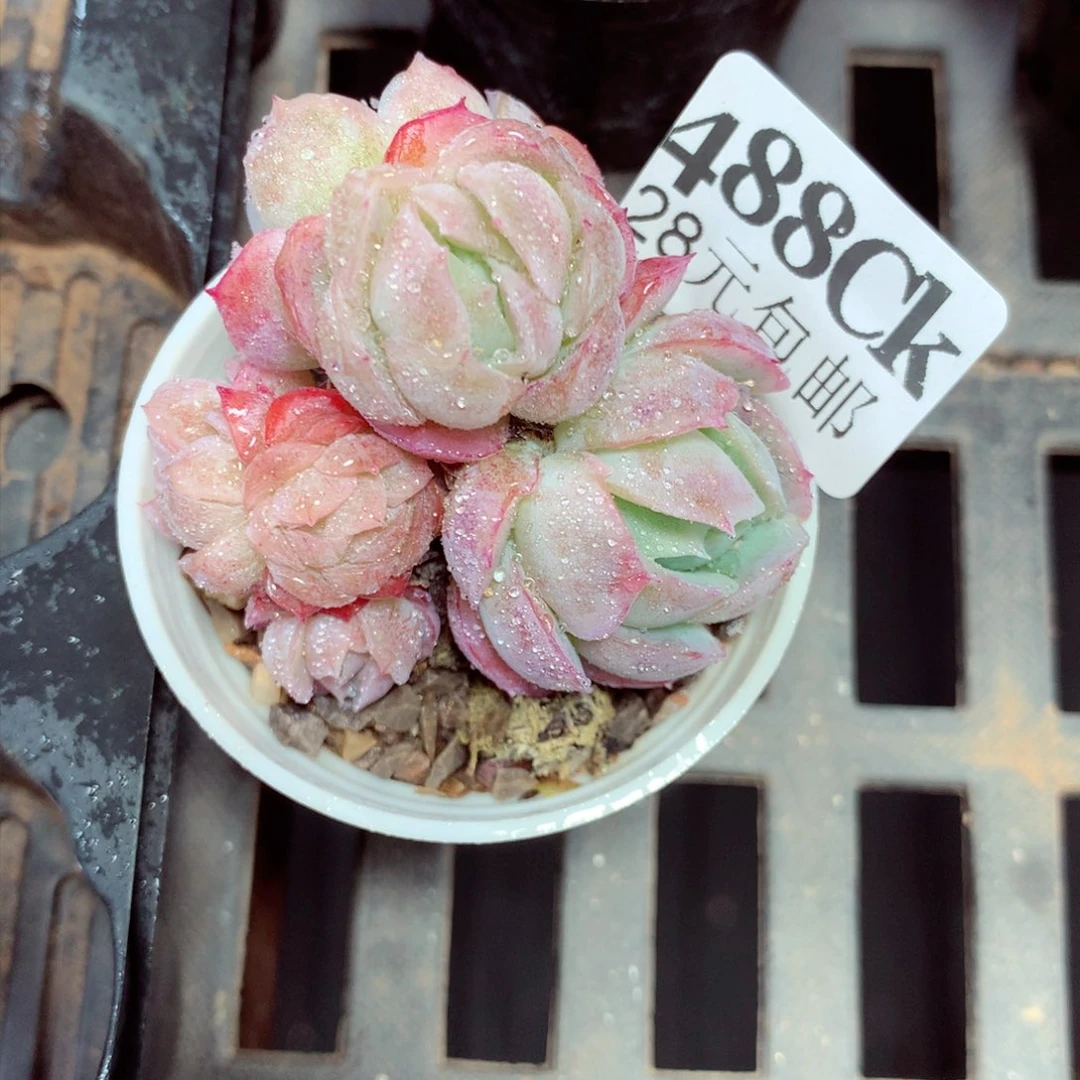 5厘米盆精控多肉488