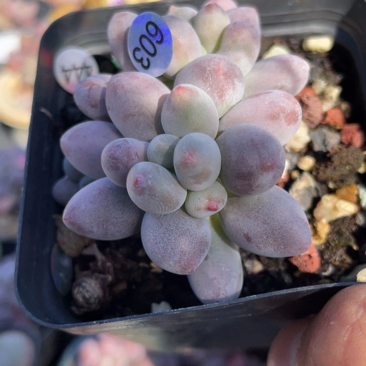 桃花奶酪多肉植物