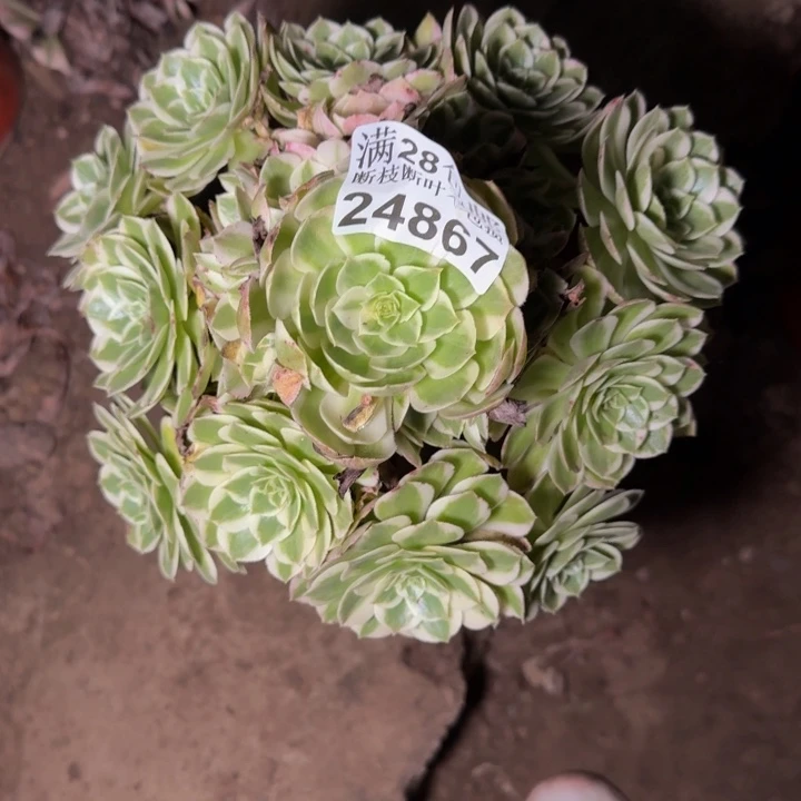 24867南海王多肉植物