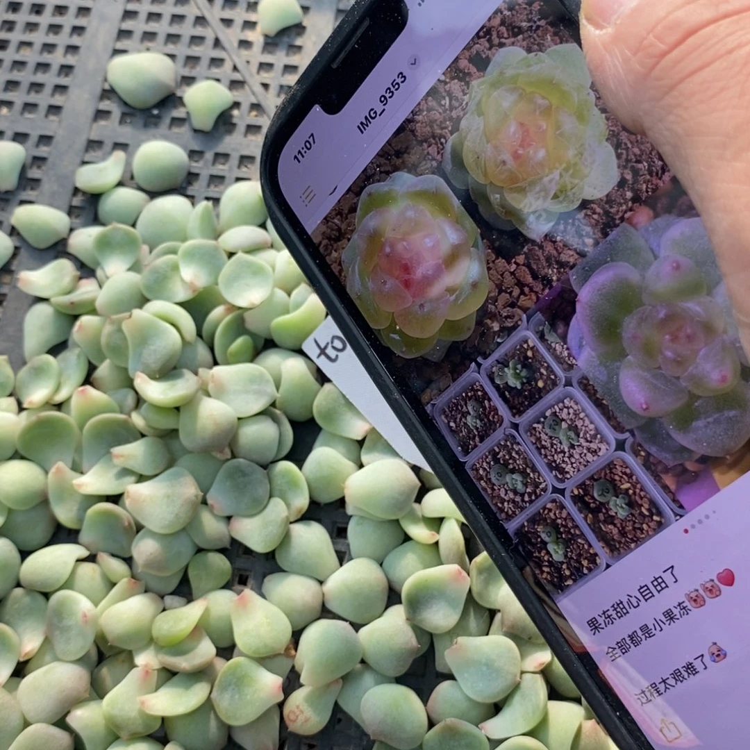 纯叶片甜心t0叶片一个