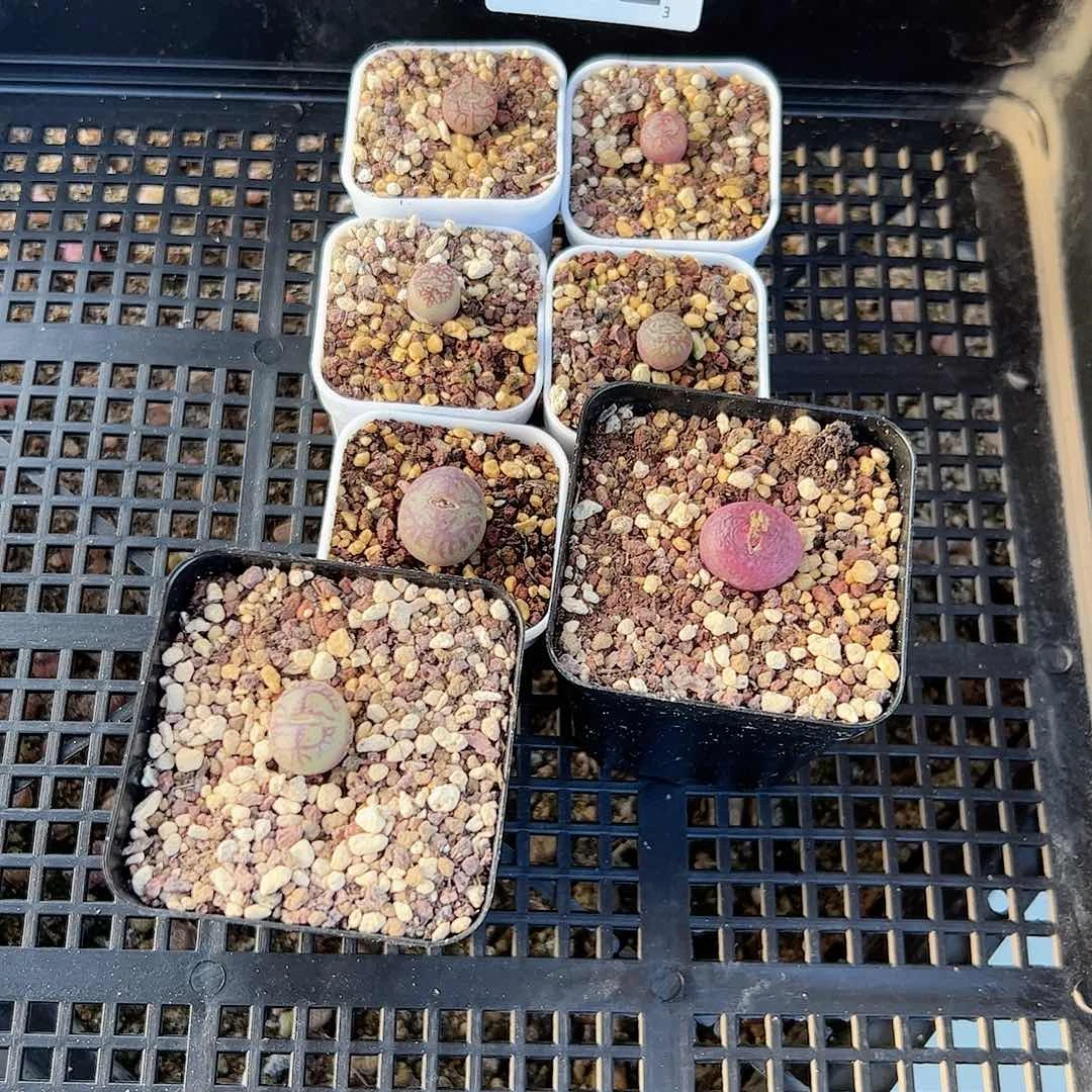 卡*0000一物一拍脱土发7颗