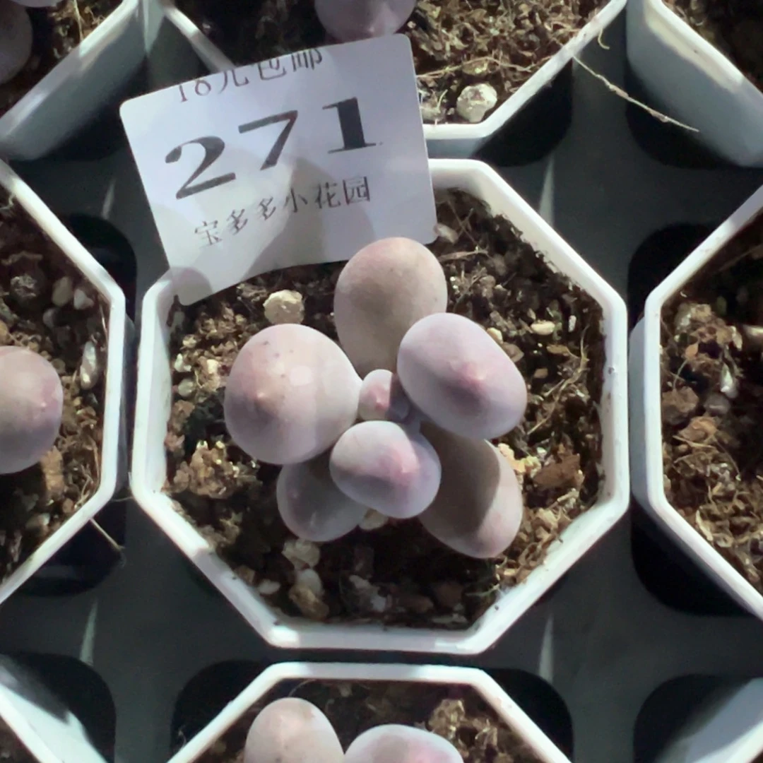 271号米可奶酪一物一拍满18包邮