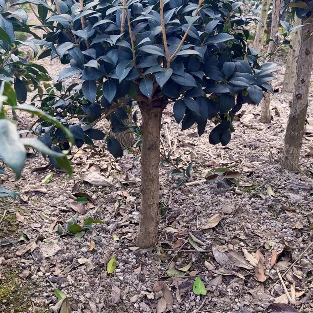 风*桂花。 八月桂系列