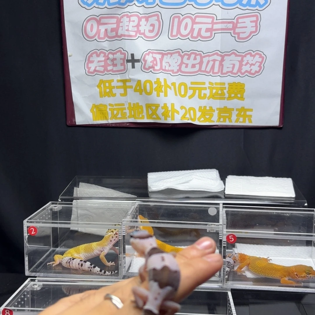 肥尾守宫奥利奥非直线