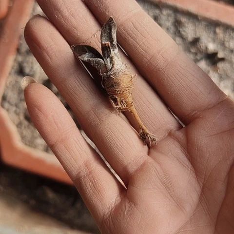 526处理仙人球的方法